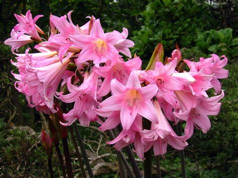 naked ladies plant|Amaryllis: Those Lovely Naked Ladies